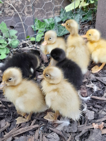 Beautiful indian runner ducklings