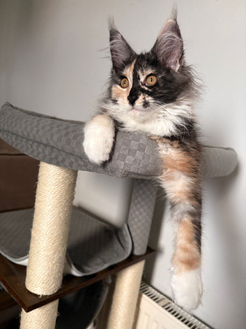 Rehoming