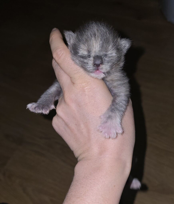 Beautiful maine coon kitten