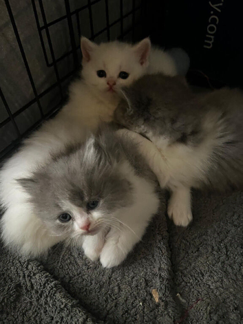 Pet care and sitting
