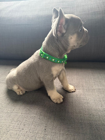 Male French bulldog puppies