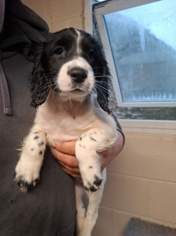 Sprocker pups for sale