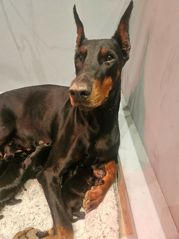 Kc registered doberman puppies