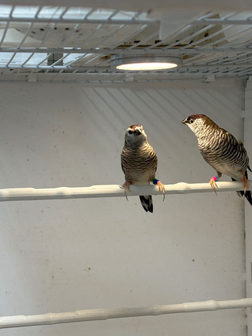 Breeding pair of cherry finches