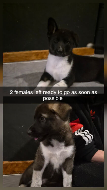 Ready to go Huskitas