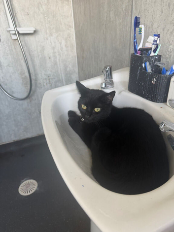 Milo - adult cat need rehomed