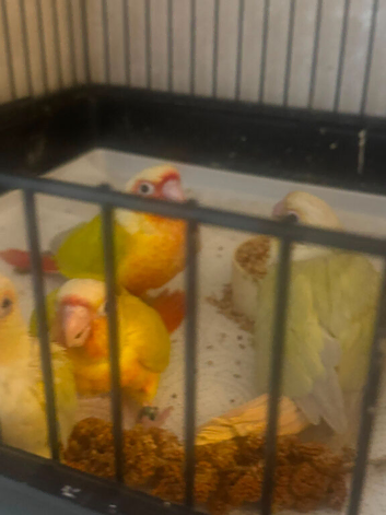 Hand tame hand reared moon cheek and sun cheek conures