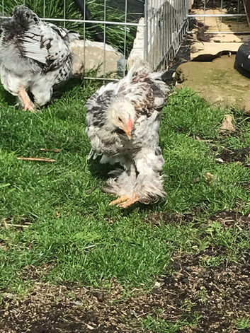 Brahma boys mottled, white, golden & mix