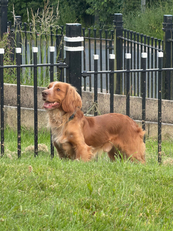Cocker spaniel kc