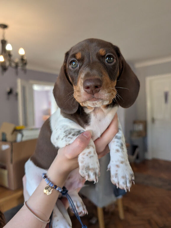 Miniature dachshund puppies KC registered