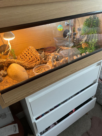 Bearded dragon