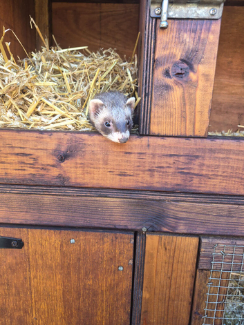 Ferrets