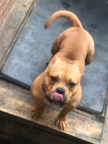 Male pocket bully