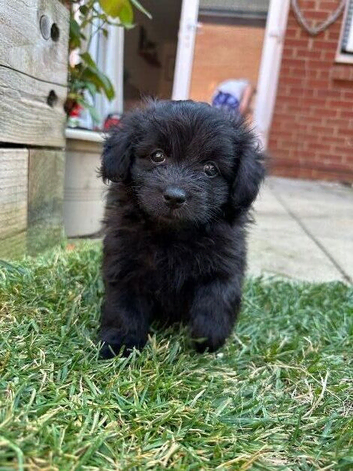 Adorable Doxiepoo x Pomeranian Puppies