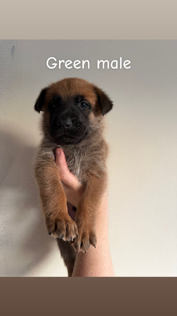 Belgian Malinois