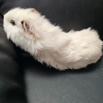 Guinea pigs