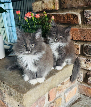 2 Maine Coon Kittens&rsquo;s available