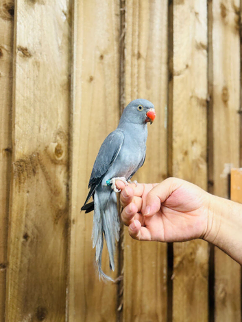 Ring neck parrot