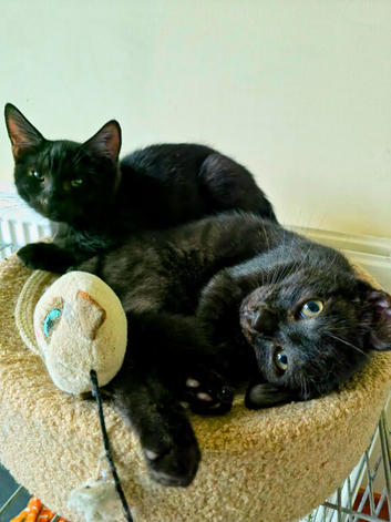 BLACK KITTY LOVERS, 2 male Laperm cross