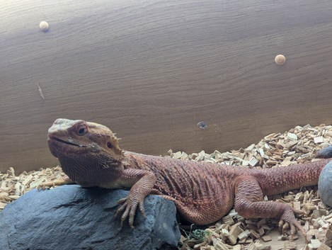 Red bearded dragon