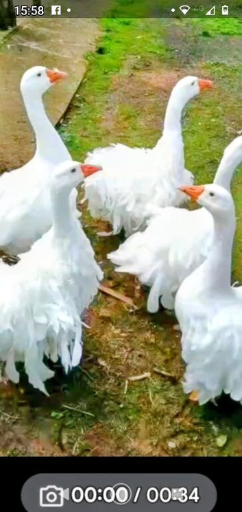Sebastopol goslings