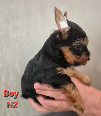 Yorkshire  Biewier terrier