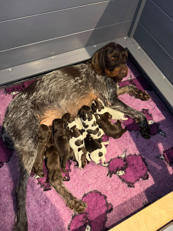 Kc reg german wirehaired pointer puppies for sale
