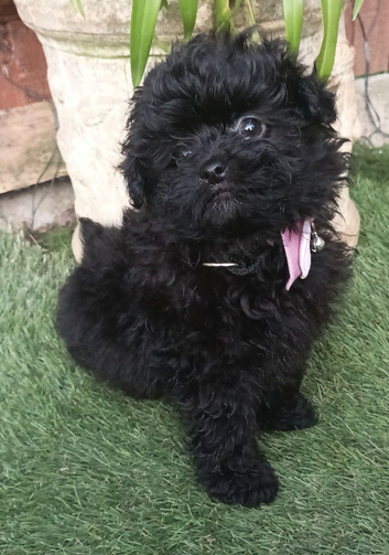 Beautiful pomapoo female puppies.