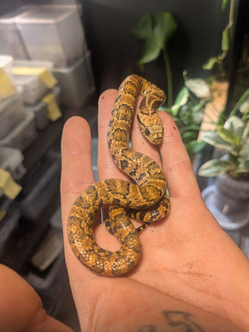 Hypo false water cobras