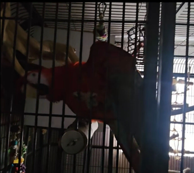 Male scarlet macaw