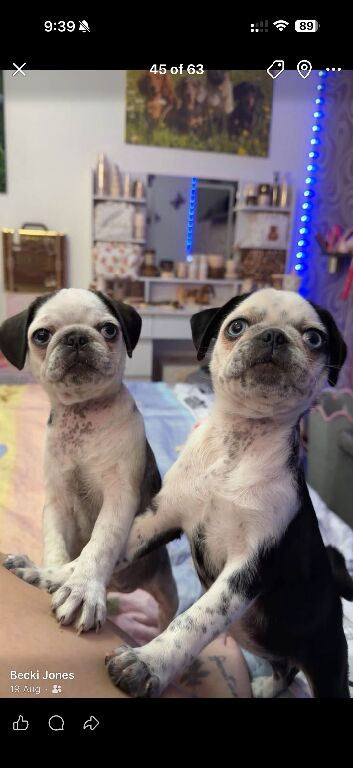 Two beautiful panda pug girls
