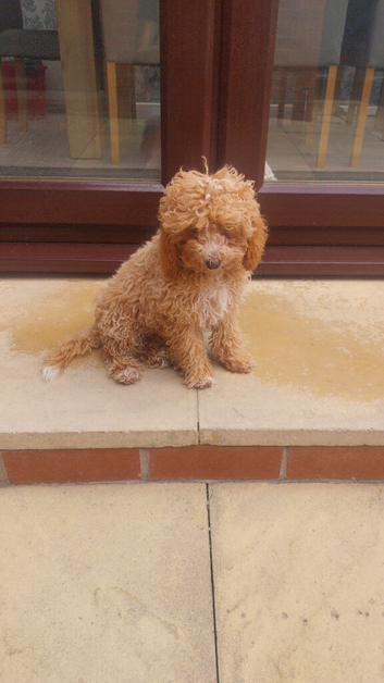 F1b cockapoo