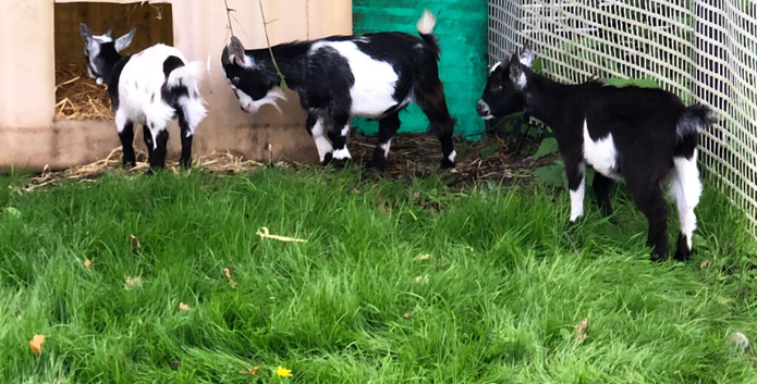 Pygmy Goats