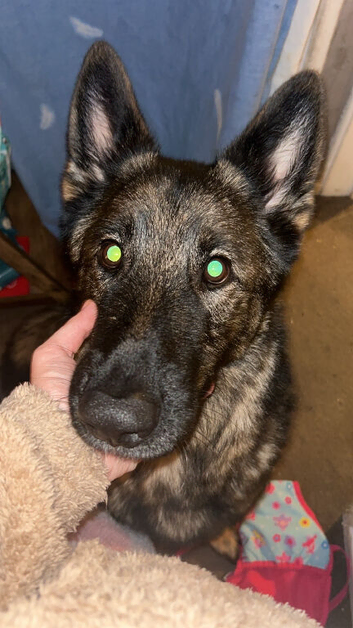7 year old german shepard
