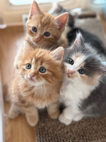 Maine coon x ragdoll x fluffy longhaired kittens