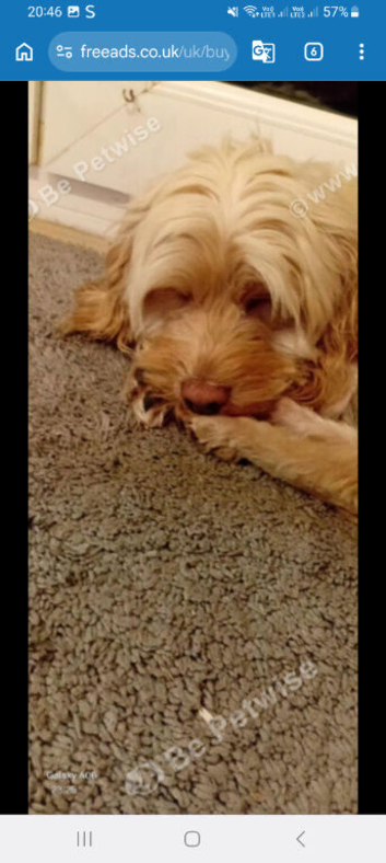 Cockapoo female