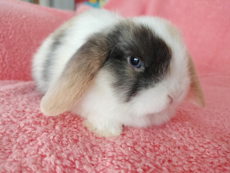 Selection of mini lop babies available