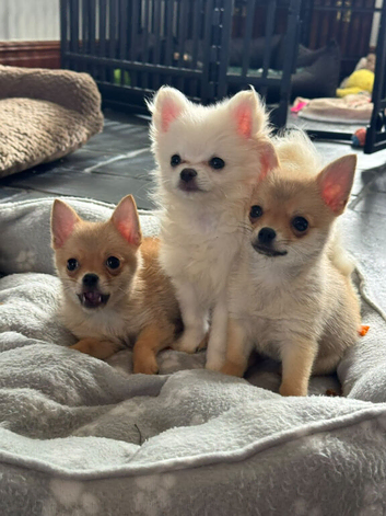 Gorgeous Pomchi Boys