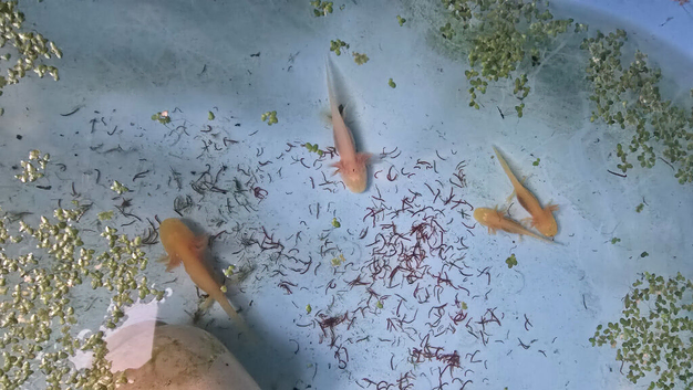Baby axolotls