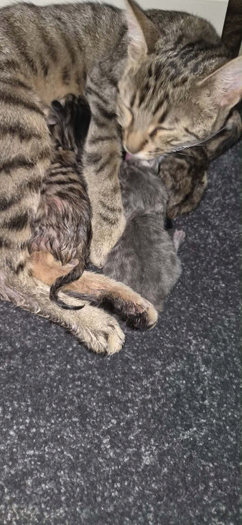 Bengal x ginger tabby