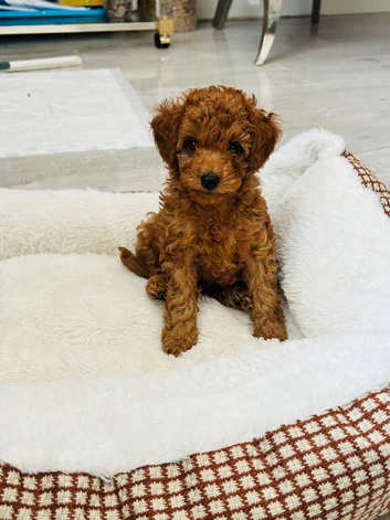 Beautiful asian toy poodle boy