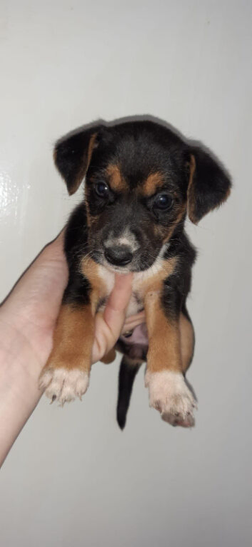 Beagle mix puppies. 2 months old.