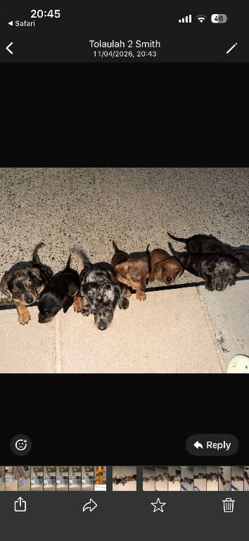 Dachshund puppies