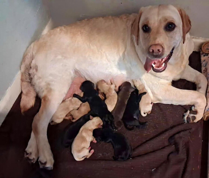 Labrador puppies