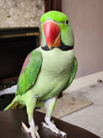 Pair of parrots Alexandrine + cage