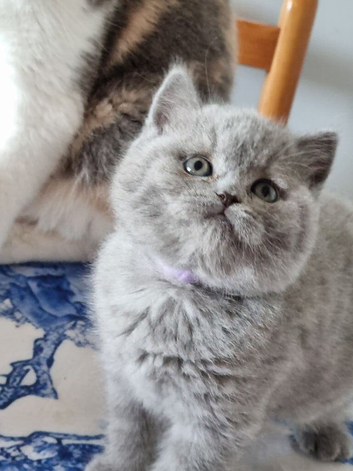 British Shorthair kittens for sale.
