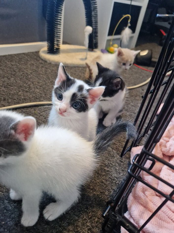 4 female kittens ready to leave now