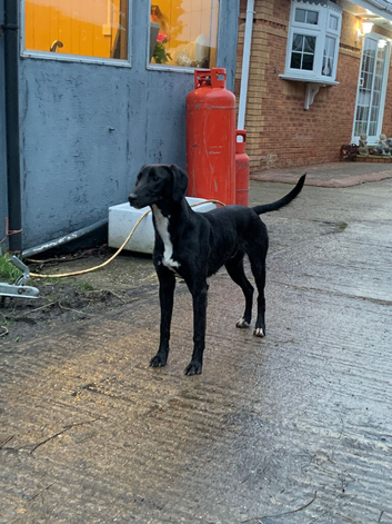 Saluki grey whippet