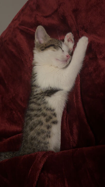 Tabby Kitten