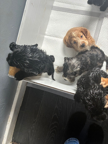 Beautiful Cockapoo Puppies Looking for Loving Homes